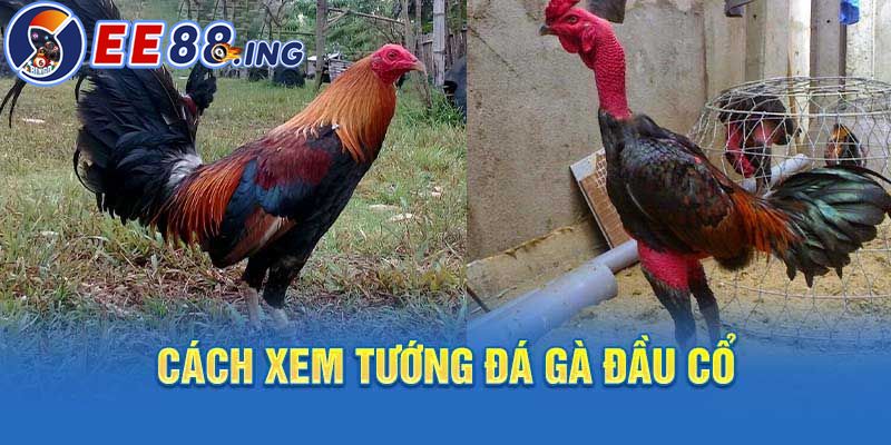 Cách xem tướng đá gà Đầu Cổ