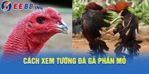 xem tướng đá gà.