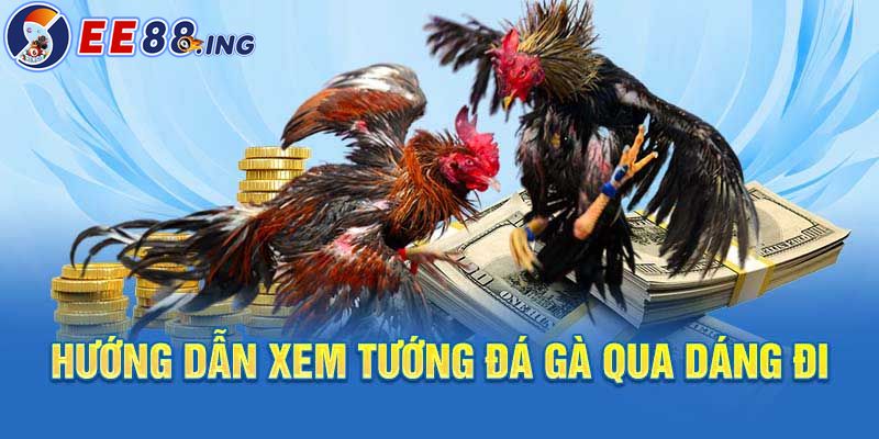 Hướng dẫn xem tướng đá gà qua dáng đi