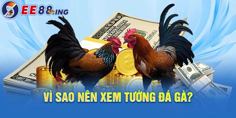 xem tướng đá gà.